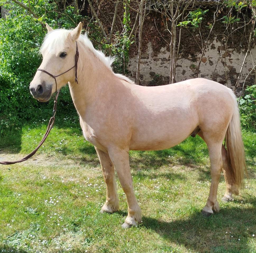 Caballo castrado Connemara En venta 2022 Negro