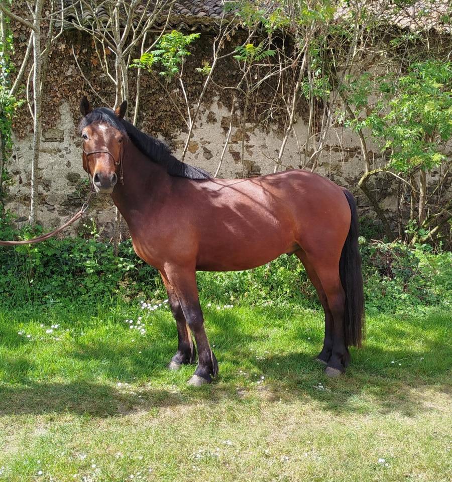 Caballo castrado Connemara En venta 2022 Negro