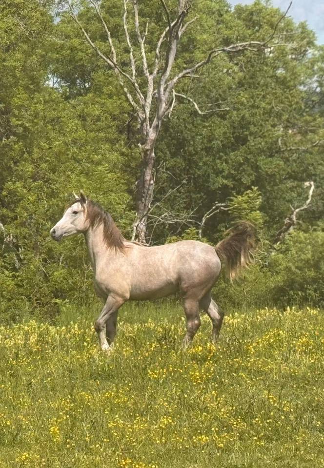 Caballo castrado Arabe En venta 2025 Tordo por FIRST DEL ROC