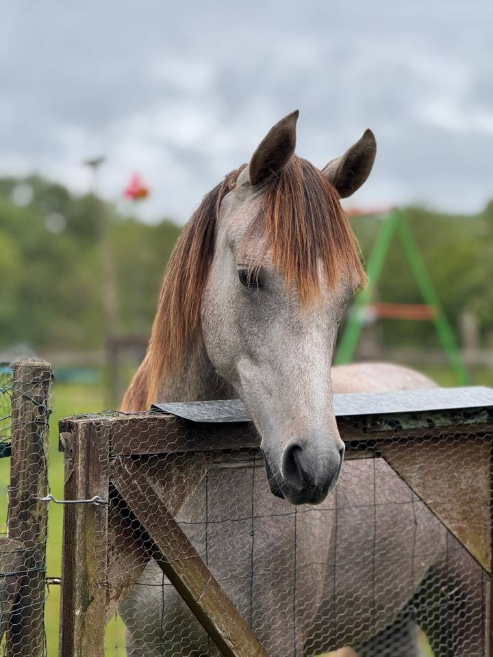 Caballo castrado Arabe En venta 2025 Tordo por FIRST DEL ROC
