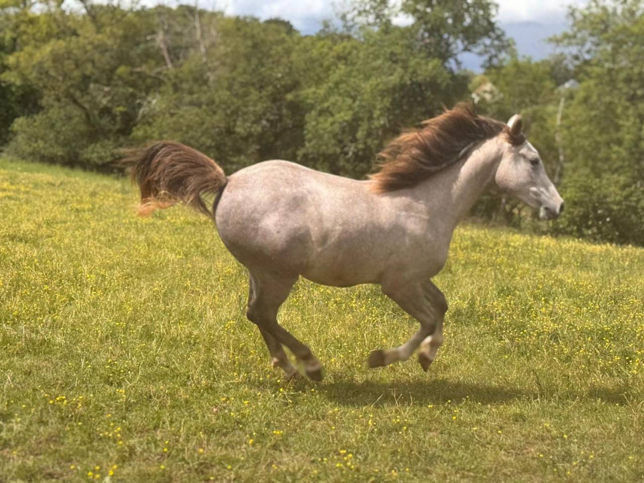 Caballo castrado Arabe En venta 2025 Tordo por FIRST DEL ROC