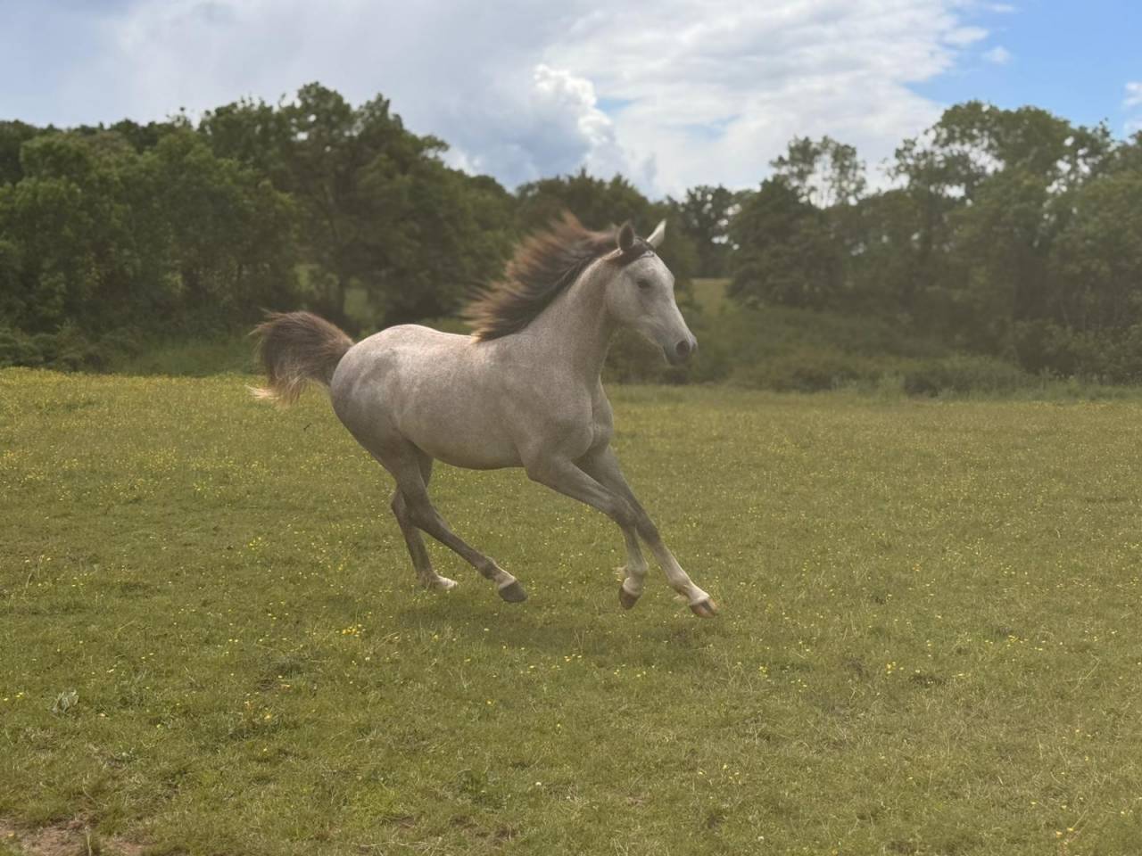 Caballo castrado Arabe En venta 2025 Tordo por FIRST DEL ROC