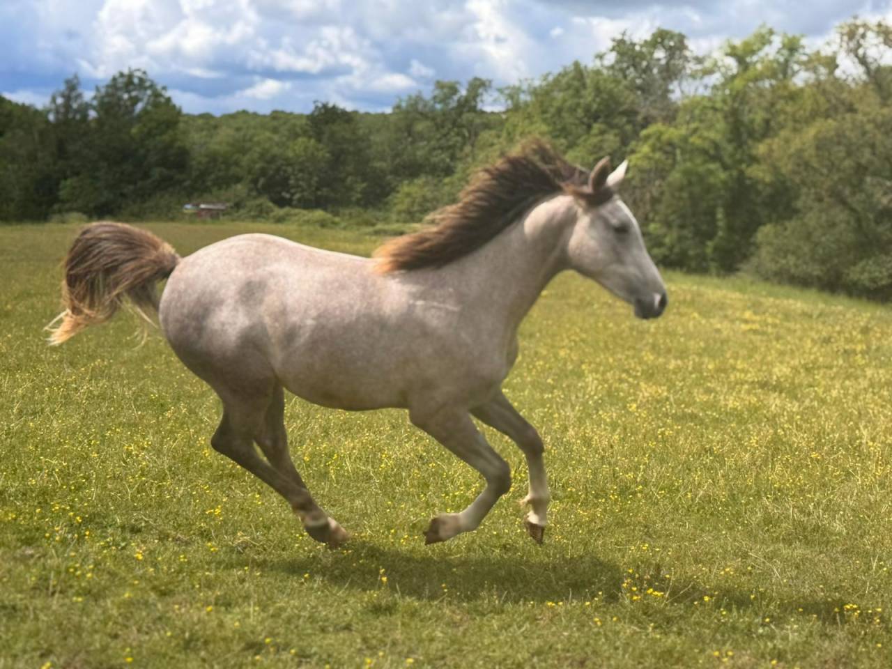Caballo castrado Arabe En venta 2025 Tordo por FIRST DEL ROC