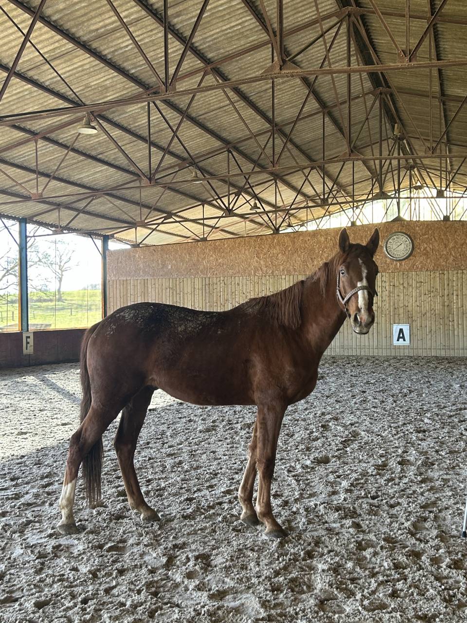 Caballo castrado Silla Franc&eacute;s En venta 2023 Alaz&aacute;n por MYLORD CARTHAGO