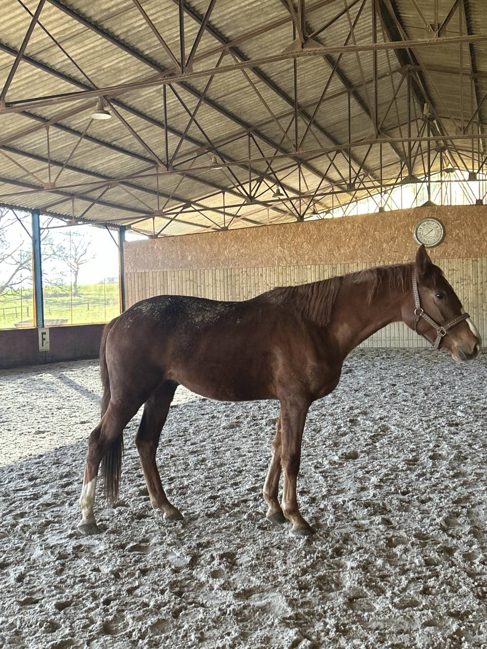 Caballo castrado Silla Franc&eacute;s En venta 2023 Alaz&aacute;n por MYLORD CARTHAGO