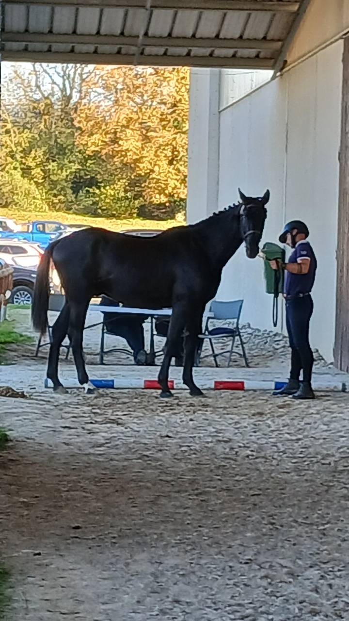 Caballo castrado Silla Franc&eacute;s En venta 2023 Negro por Glasgow van het Merelsnest