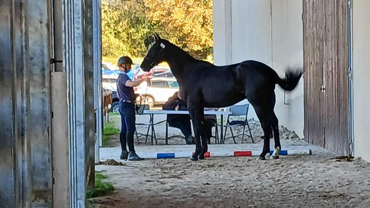 Caballo castrado Silla Franc&eacute;s En venta 2023 Negro por Glasgow van het Merelsnest