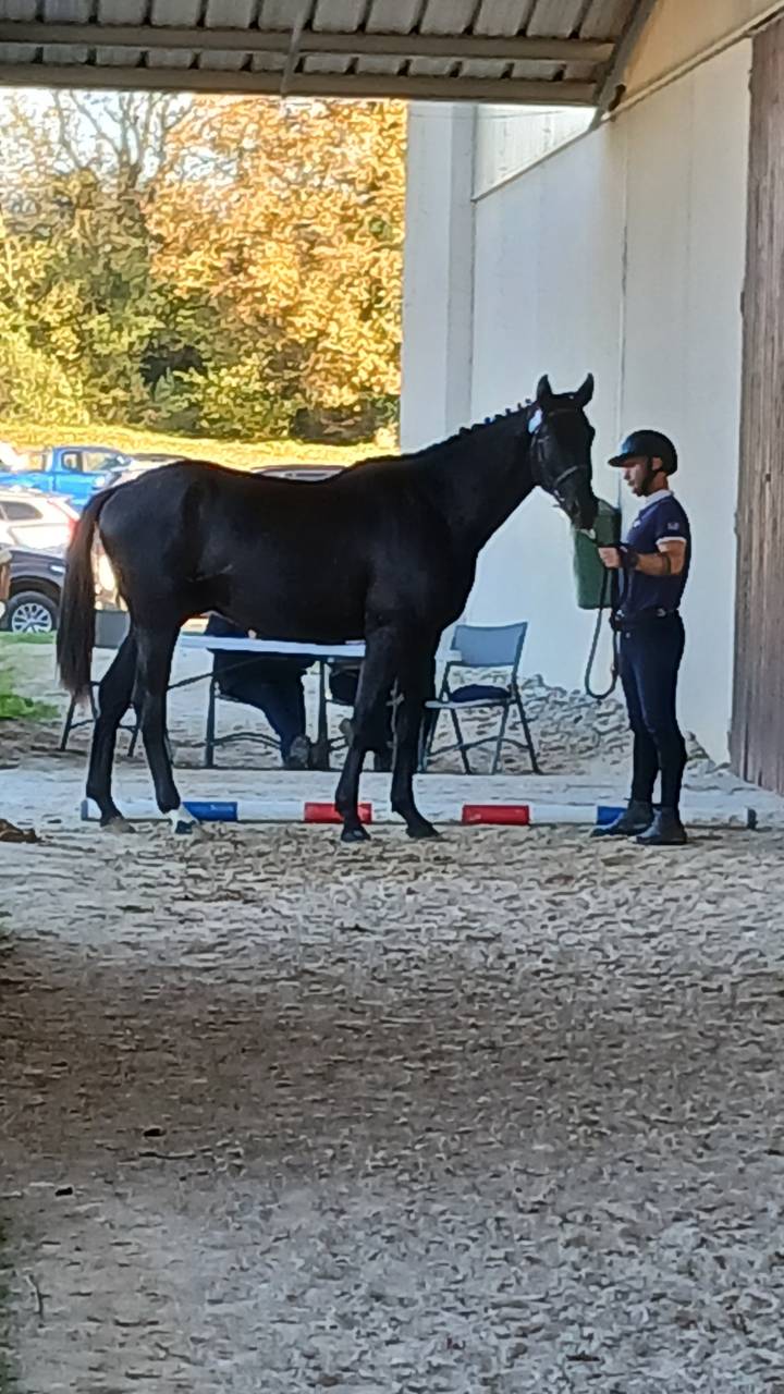 Caballo castrado Silla Franc&eacute;s En venta 2023 Negro por Glasgow van het Merelsnest