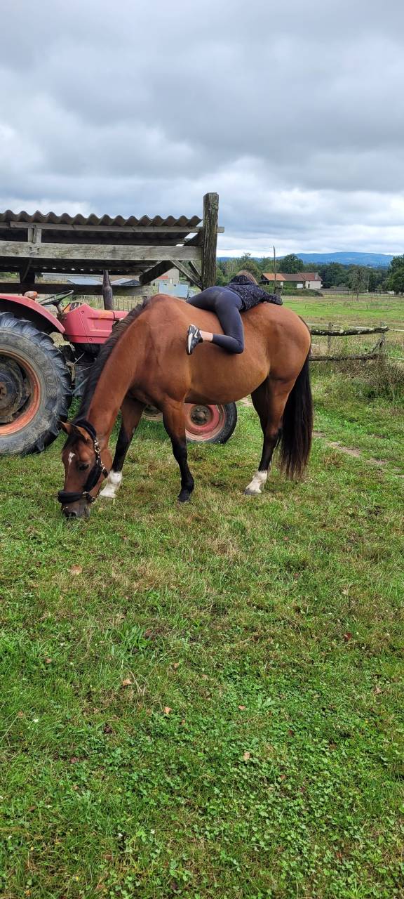 Yegua KWPN Caballo de Deporte Neerland&eacute;s En venta 2010 Bayo por up to date