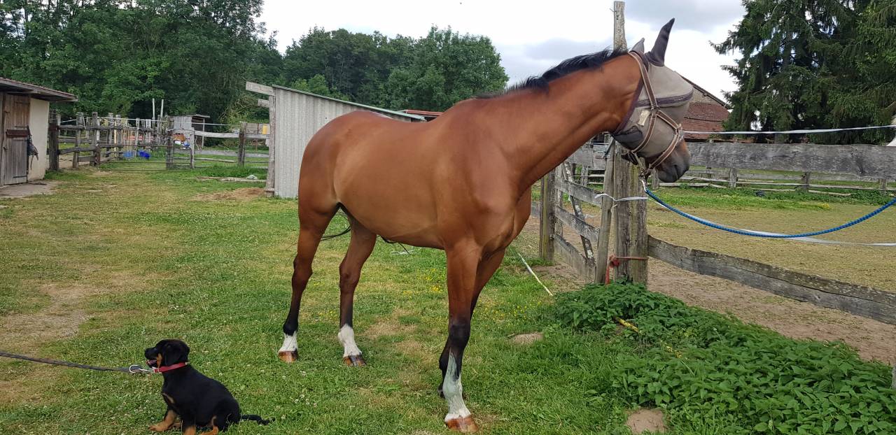 Yegua KWPN Caballo de Deporte Neerland&eacute;s En venta 2010 Bayo por up to date