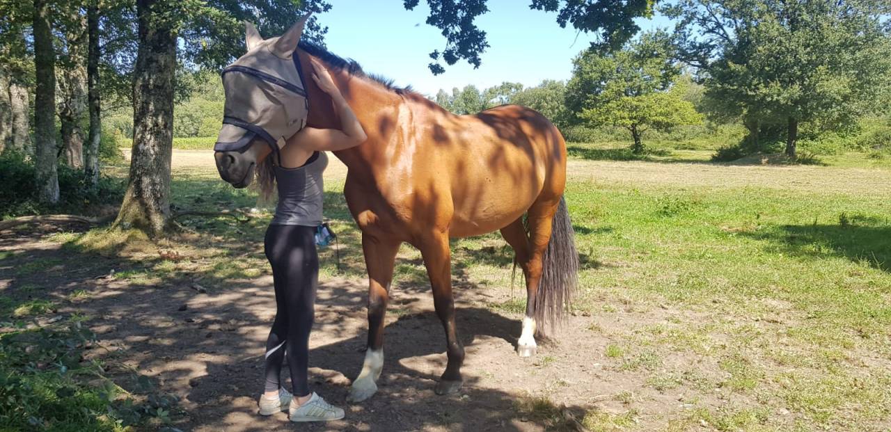 Yegua KWPN Caballo de Deporte Neerland&eacute;s En venta 2010 Bayo por up to date