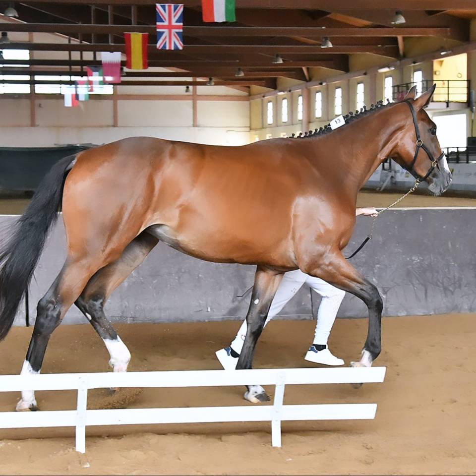 Potranca Cheval de Selle Italien En venta 2023 Bayo por l'arc de triomphe