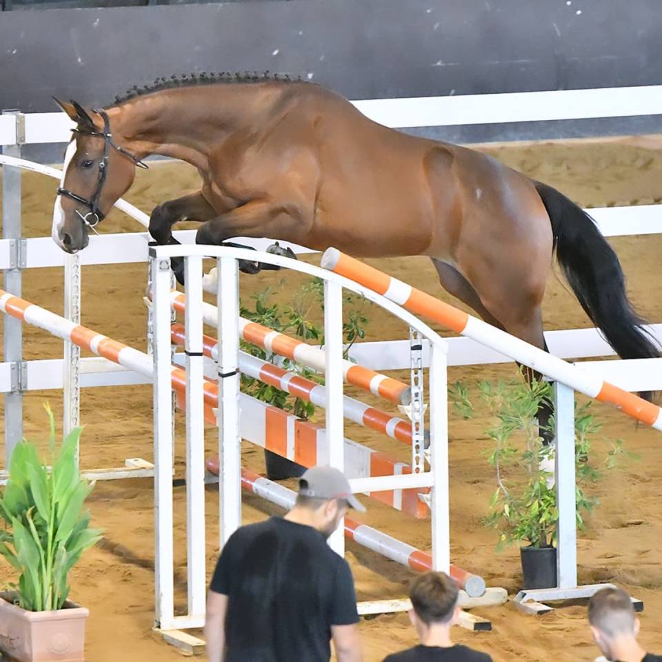 Potranca Cheval de Selle Italien En venta 2023 Bayo por l'arc de triomphe