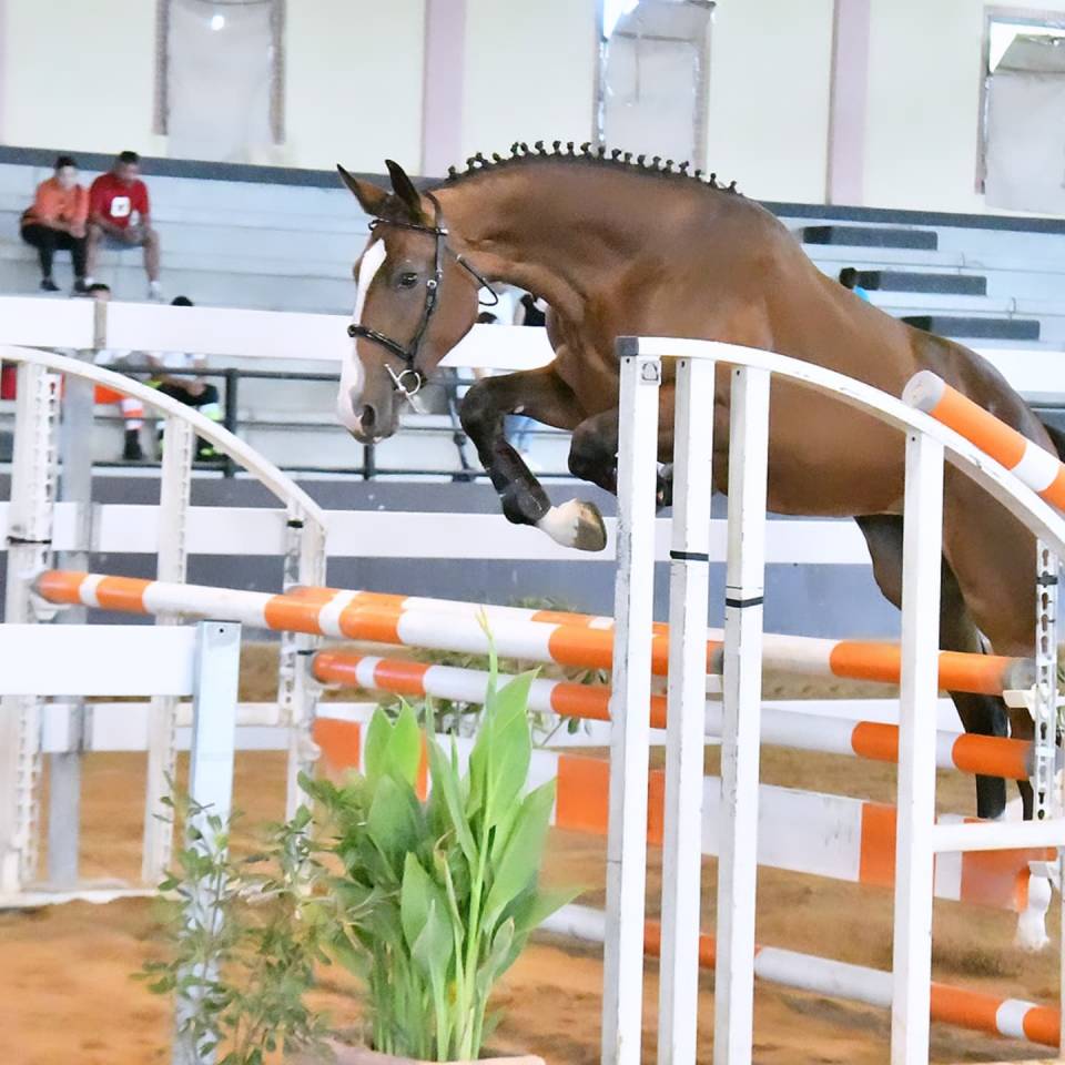 Potranca Cheval de Selle Italien En venta 2023 Bayo por l'arc de triomphe