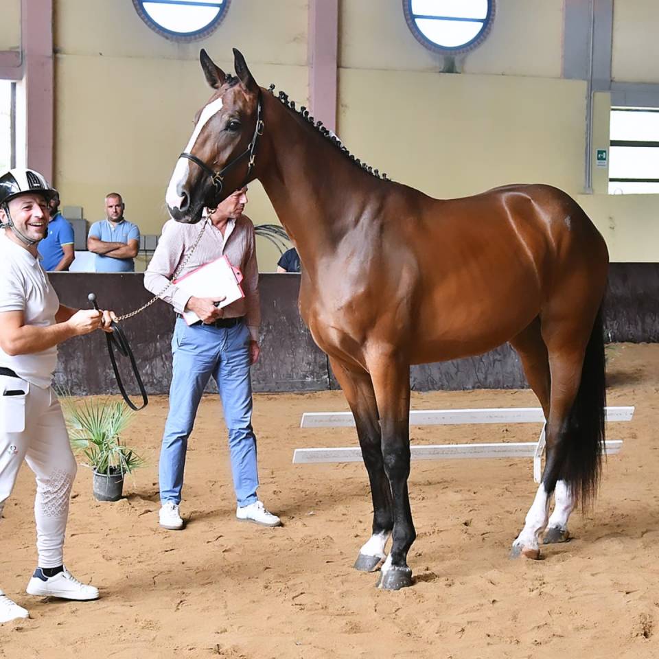 Potranca Cheval de Selle Italien En venta 2023 Bayo por l'arc de triomphe