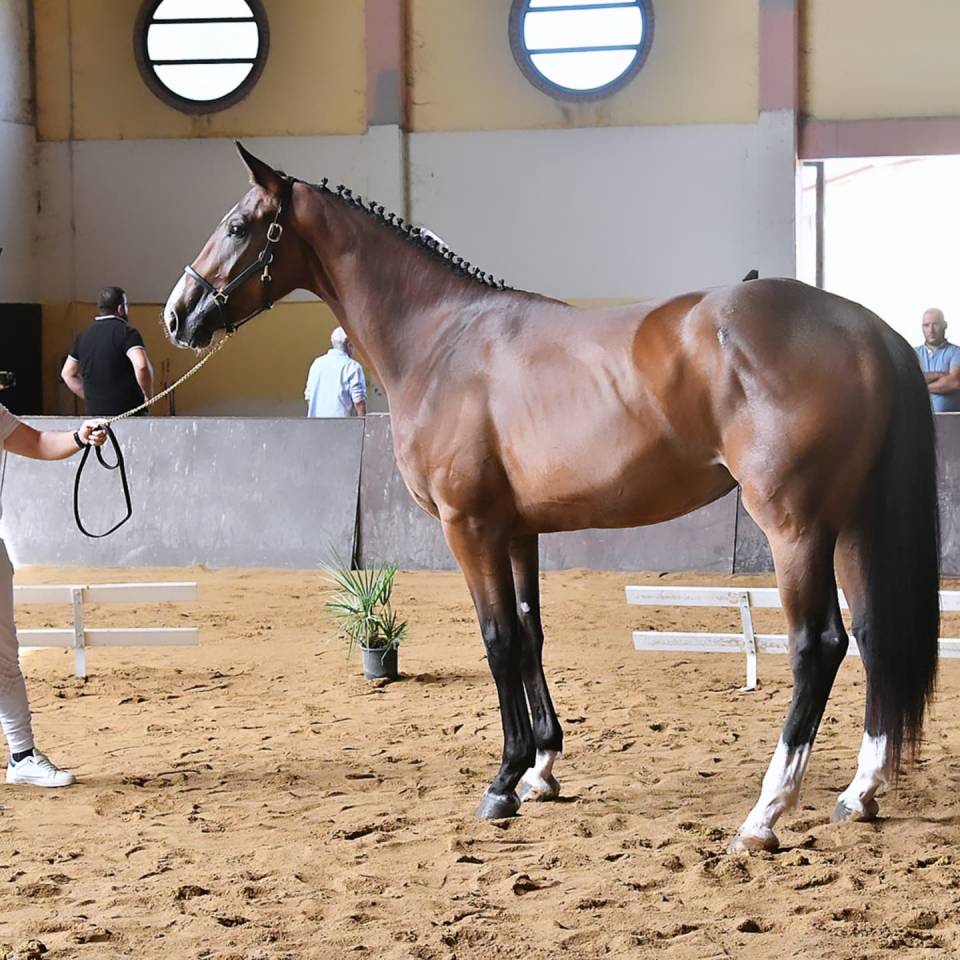 Potranca Cheval de Selle Italien En venta 2023 Bayo por l'arc de triomphe