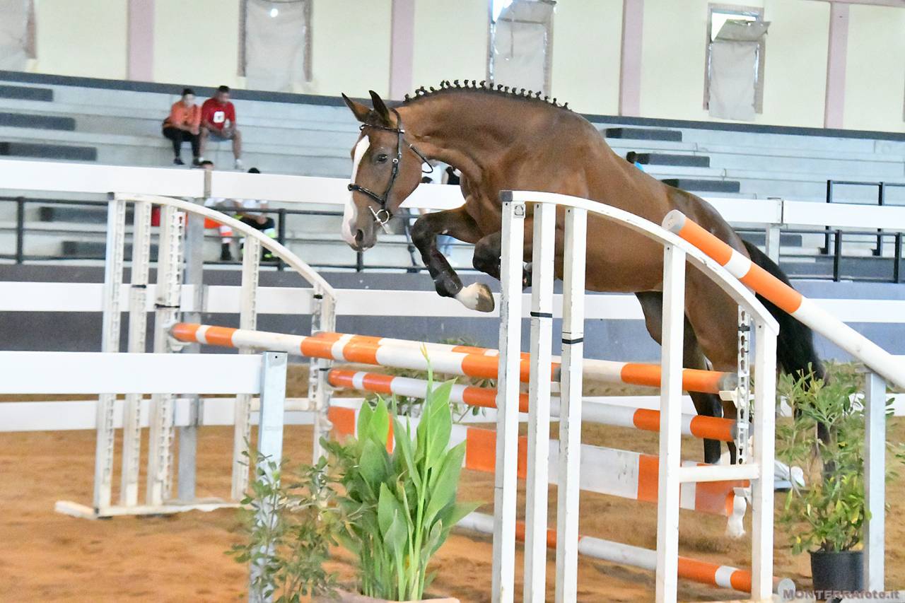 Potranca Cheval de Selle Italien En venta 2023 Bayo por l'arc de triomphe