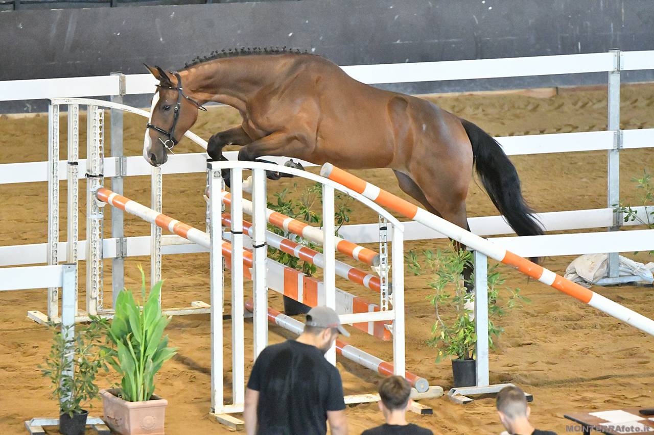 Potranca Cheval de Selle Italien En venta 2023 Bayo por l'arc de triomphe