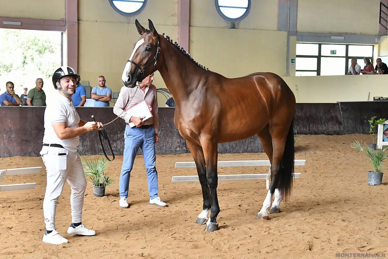 Potranca Cheval de Selle Italien En venta 2023 Bayo por l'arc de triomphe