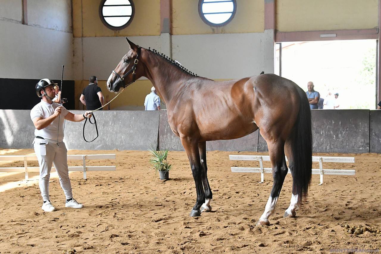 Potranca Cheval de Selle Italien En venta 2023 Bayo por l'arc de triomphe