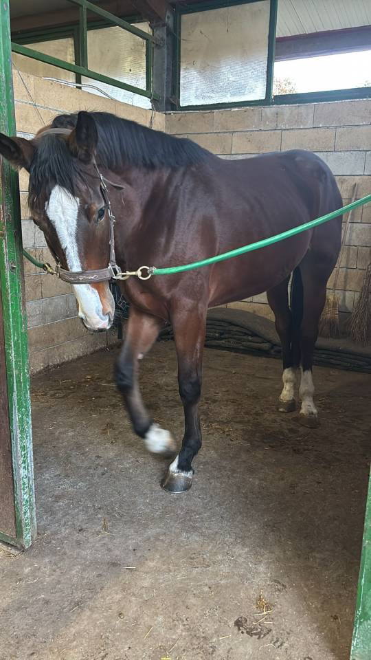 Potranca Cheval de Selle Italien En venta 2023 Bayo por l'arc de triomphe