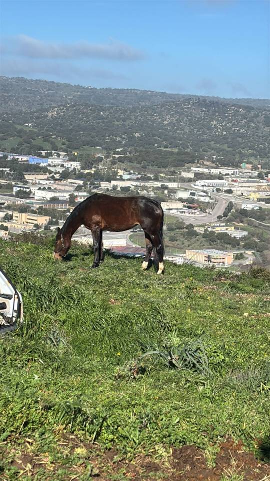 Potranca Cheval de Selle Italien En venta 2023 Bayo por l'arc de triomphe