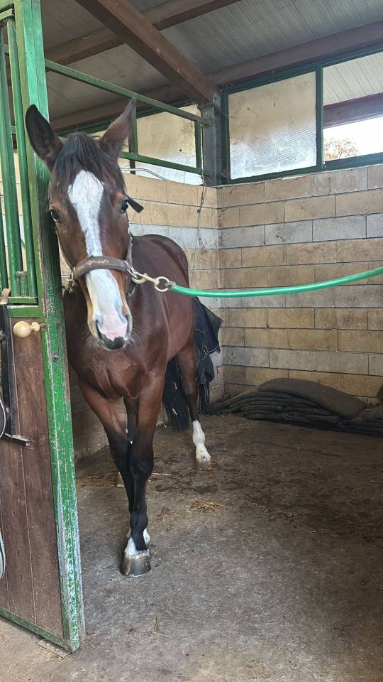 Potranca Cheval de Selle Italien En venta 2023 Bayo por l'arc de triomphe
