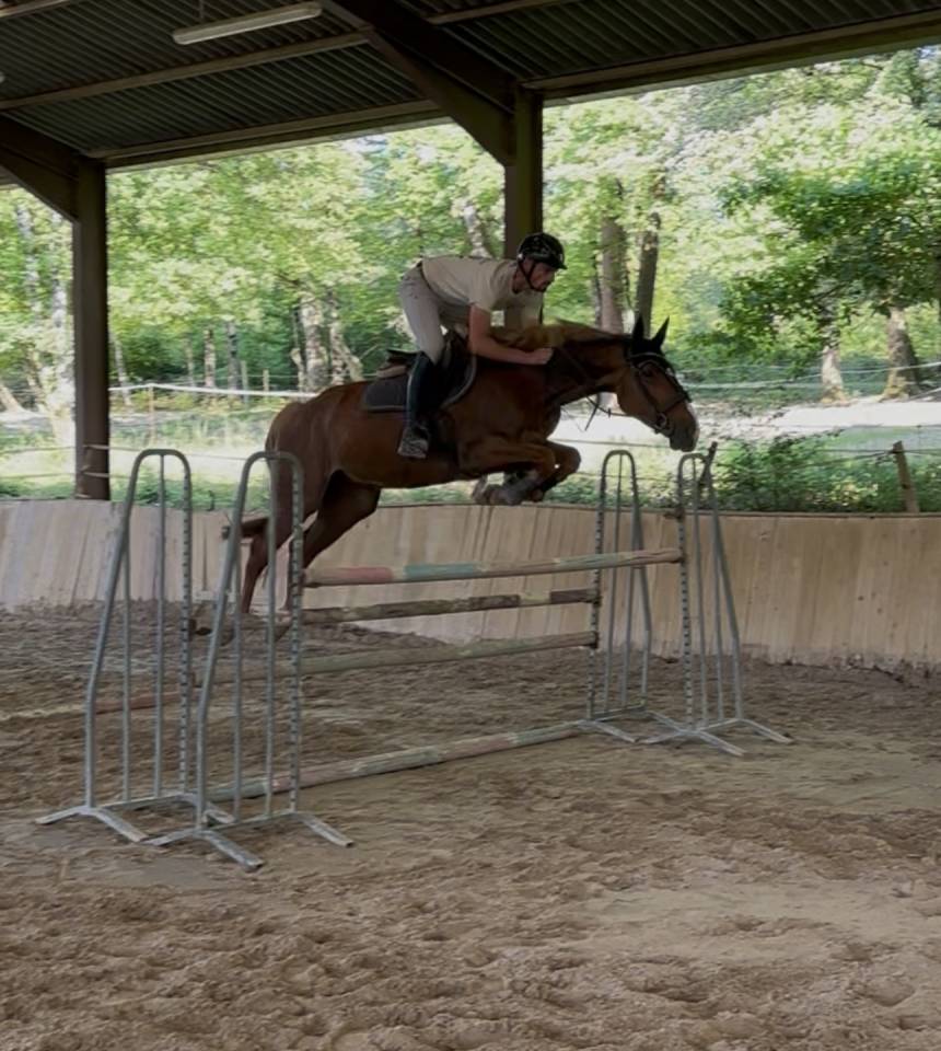 Caballo castrado Silla Franc&eacute;s En venta 2020 Alaz&aacute;n tostado