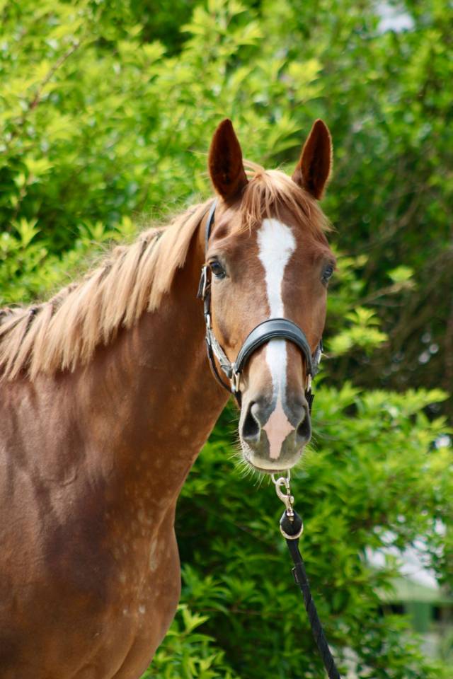 Caballo castrado Silla Franc&eacute;s En venta 2020 Alaz&aacute;n tostado
