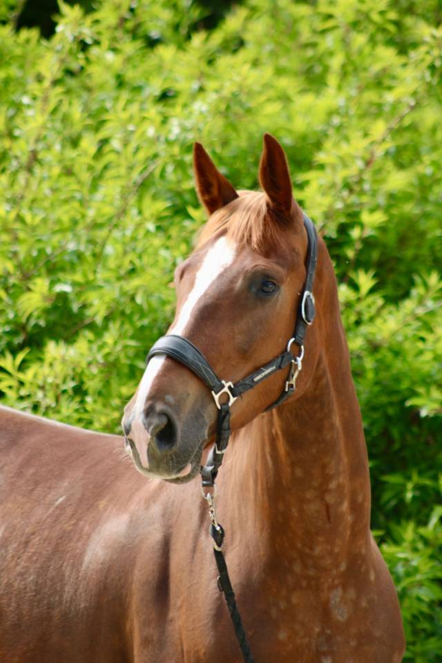 Caballo castrado Silla Franc&eacute;s En venta 2020 Alaz&aacute;n tostado