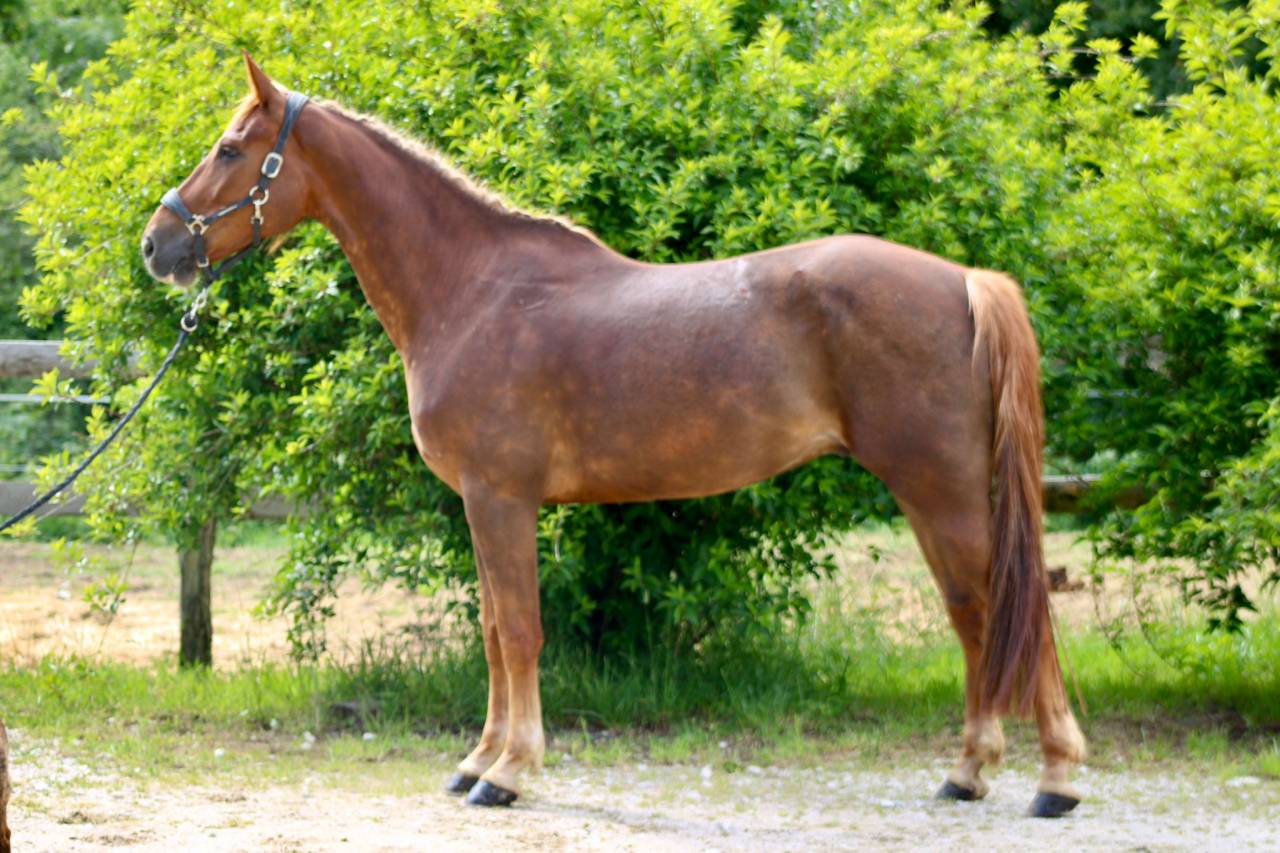 Caballo castrado Silla Franc&eacute;s En venta 2020 Alaz&aacute;n tostado