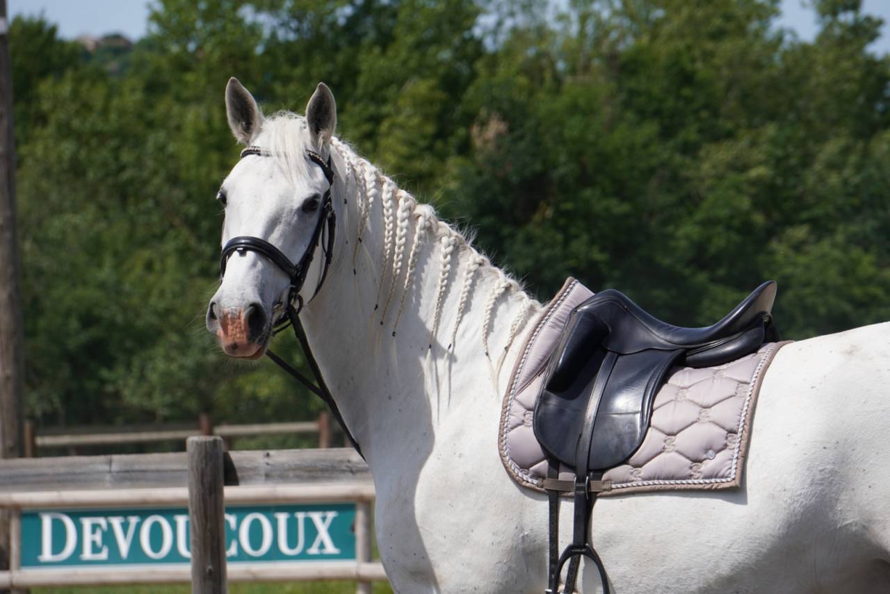 Caballo castrado Lipizzano En venta 2018 Tordo