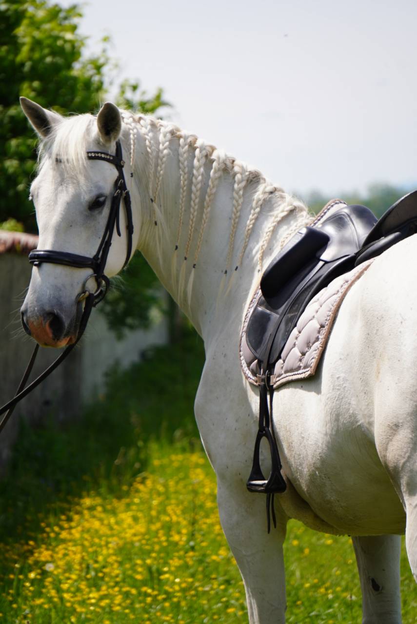Caballo castrado Lipizzano En venta 2018 Tordo
