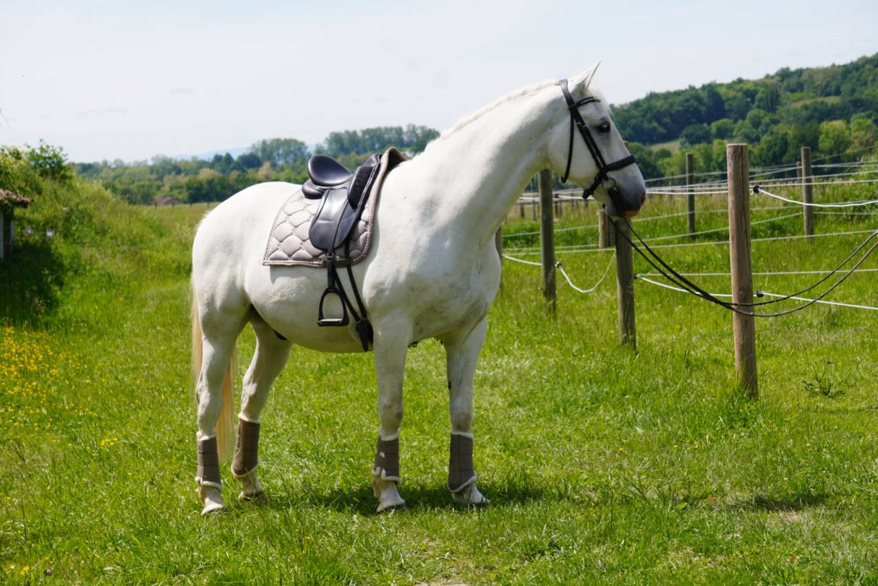 Caballo castrado Lipizzano En venta 2018 Tordo