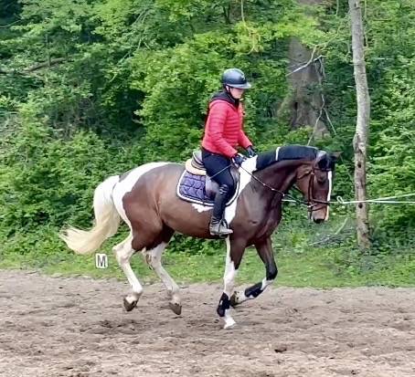 Caballo castrado KWPN Caballo de Deporte Neerland&eacute;s En venta 2022 P&iacute;o