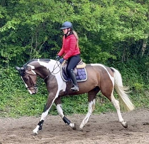Caballo castrado KWPN Caballo de Deporte Neerland&eacute;s En venta 2022 P&iacute;o