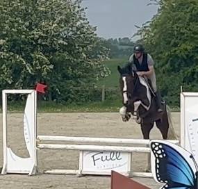 Caballo castrado KWPN Caballo de Deporte Neerland&eacute;s En venta 2022 P&iacute;o