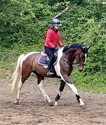 Caballo castrado KWPN Caballo de Deporte Neerland&eacute;s En venta 2022 P&iacute;o