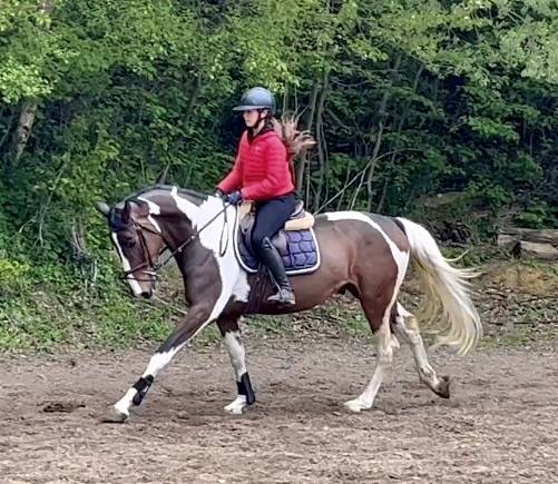 Caballo castrado KWPN Caballo de Deporte Neerland&eacute;s En venta 2022 P&iacute;o