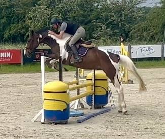 Caballo castrado KWPN Caballo de Deporte Neerland&eacute;s En venta 2022 P&iacute;o