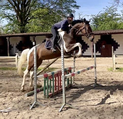 Caballo castrado KWPN Caballo de Deporte Neerland&eacute;s En venta 2022 P&iacute;o