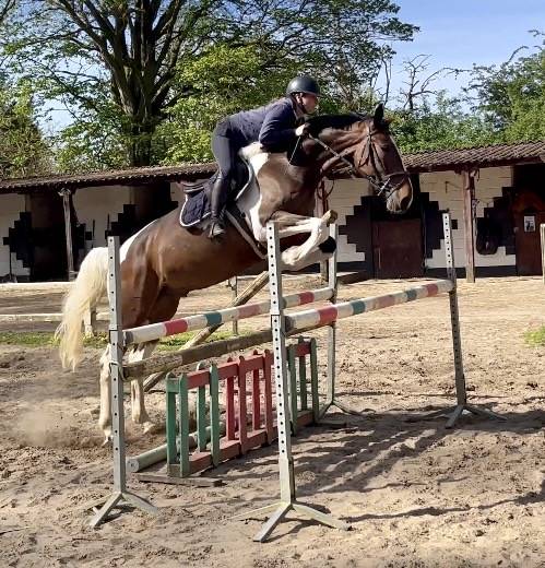 Caballo castrado KWPN Caballo de Deporte Neerland&eacute;s En venta 2022 P&iacute;o