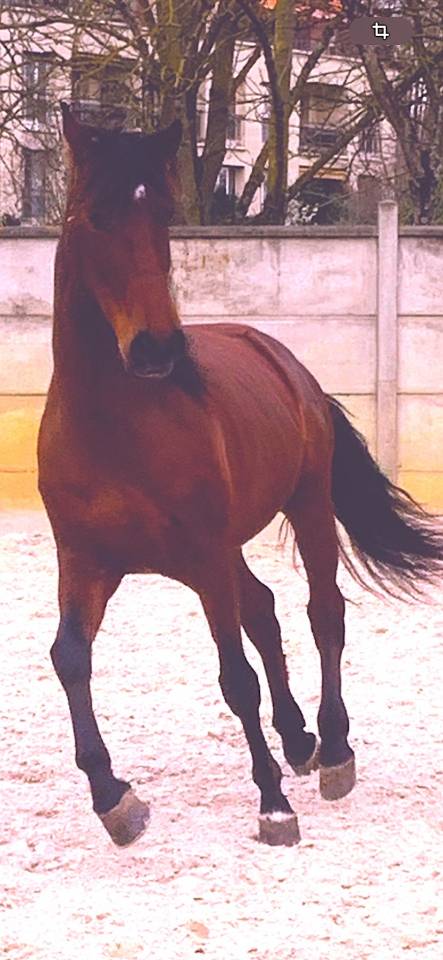 Caballo castrado PRE Pura Raza Espa&ntilde;ola En venta 2017 Bayo moreno