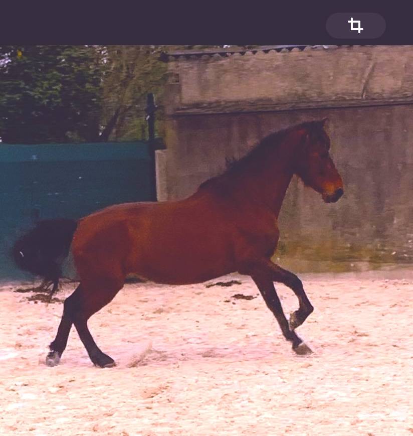 Caballo castrado PRE Pura Raza Espa&ntilde;ola En venta 2017 Bayo moreno