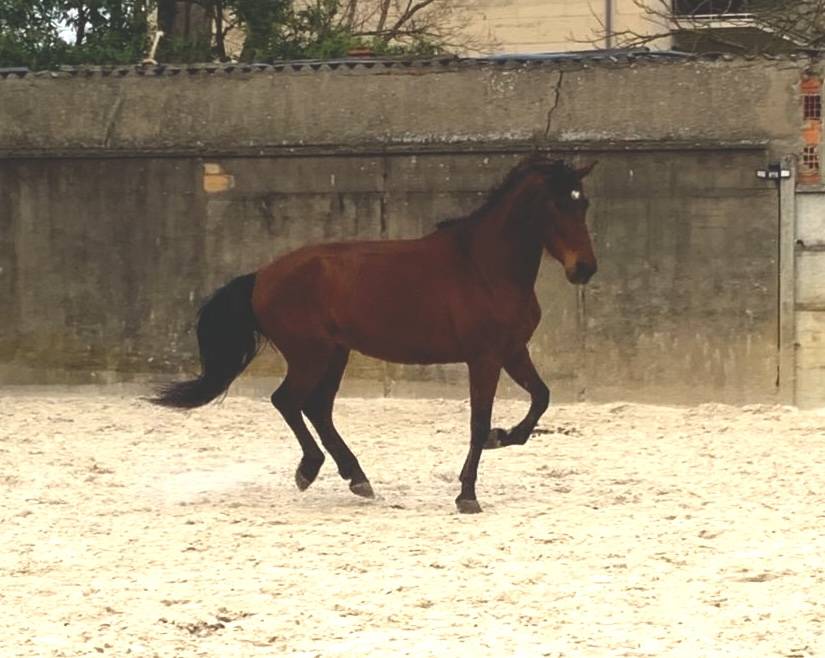 Caballo castrado PRE Pura Raza Espa&ntilde;ola En venta 2017 Bayo moreno