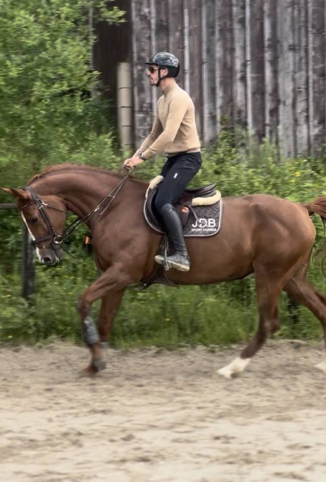 Yegua Silla Franc&eacute;s En venta 2015 Alaz&aacute;n