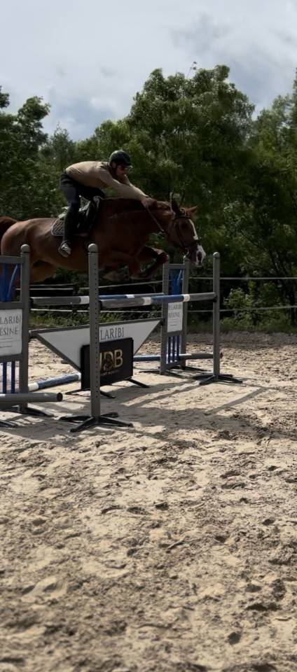 Yegua Silla Franc&eacute;s En venta 2015 Alaz&aacute;n