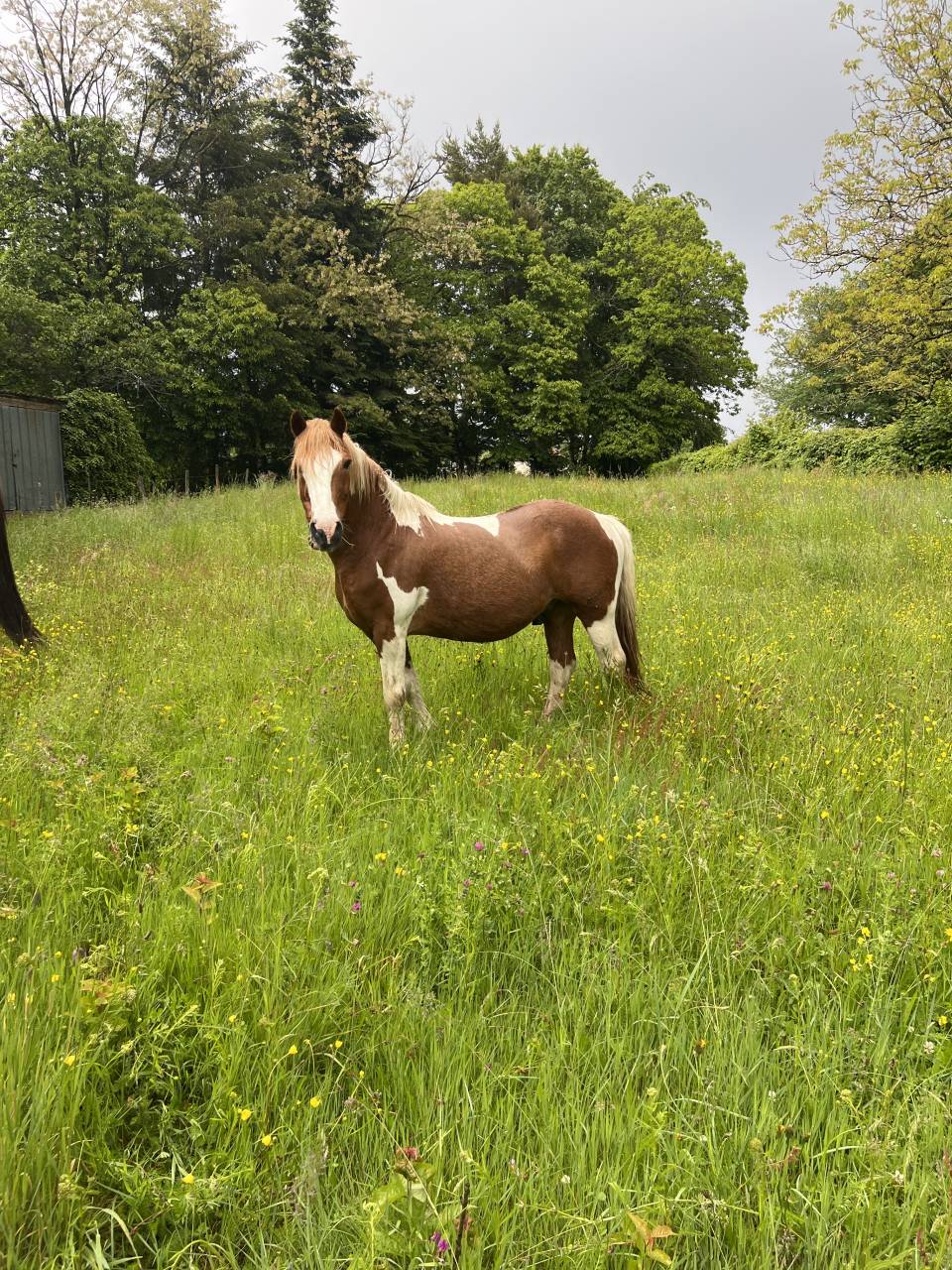 Caballo castrado Origen No Constatado En venta 2006 P&iacute;o