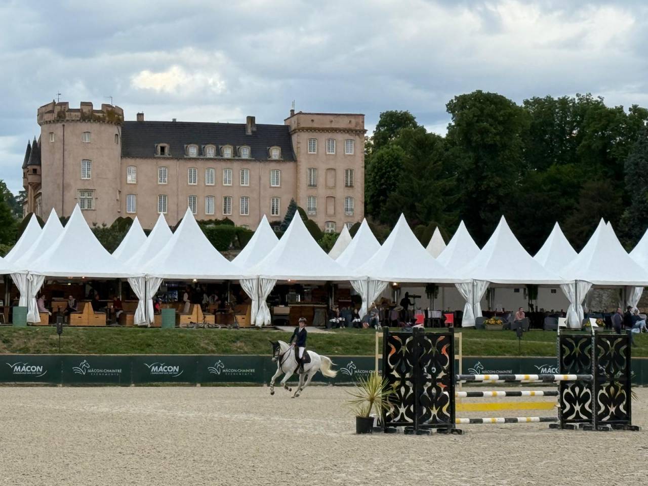Caballo castrado PFS Poni Fran&ccedil;&eacute;s de Silla En venta 2016 Tordo
