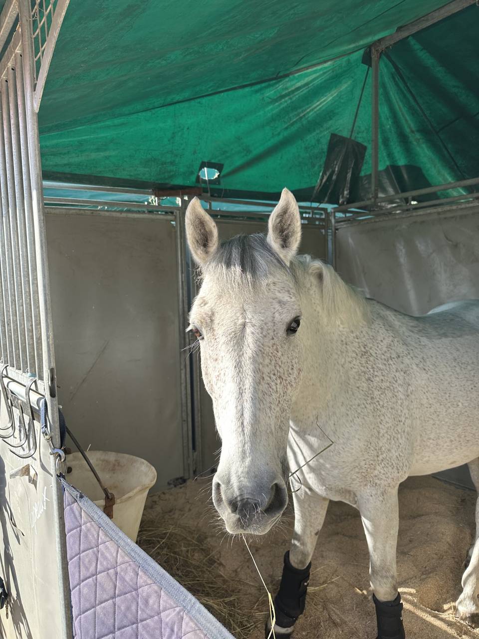 Caballo castrado PFS Poni Fran&ccedil;&eacute;s de Silla En venta 2016 Tordo
